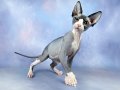 fp_1630276_barm_cats_sphynx.jpg